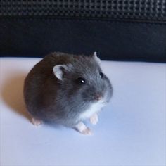 a small rodent sitting on top of a white surface