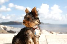 a small brown and black dog sitting on top of a cement floor next to the ocean