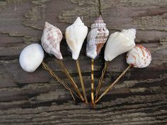 several seashells are arranged on sticks in front of a wooden background with planks