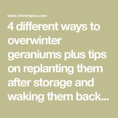 the words 4 different ways to overwinter geraniums plus tips on replanting them after storage and waking them back