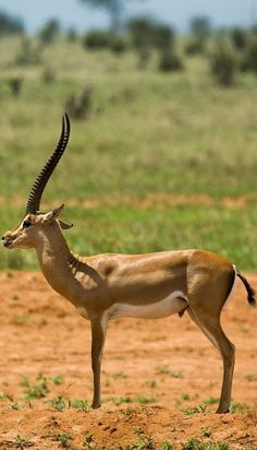 an antelope standing in the middle of a dirt and grass field with trees in the background