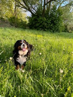 a dog sitting in the grass with its tongue out