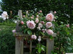 pink roses growing on top of a wooden box