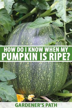 a green pumpkin growing in the garden with text overlay how do i know when my pumpkin is ripe?