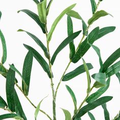 a plant with green leaves is shown against a white background