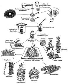 a diagram showing the different types of plants and how to use them