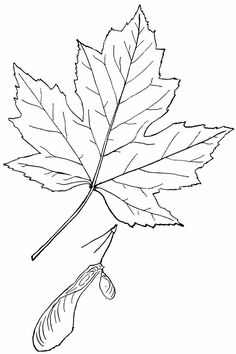 a maple leaf with an acorn on the tip and a seed attached to it