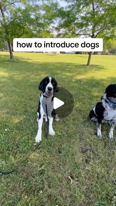 two black and white dogs sitting on top of a grass covered field next to each other