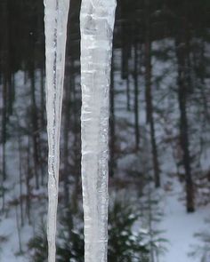 two icicles hanging from the side of a tree in the snow with trees behind them