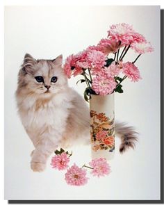 a cat sitting next to a vase with pink flowers in it on a white background