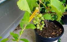 a potted plant with green grapes growing in it