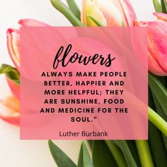 flower quote with tulip photo underneath Luther Burbank, Quotes Flowers, Sunshine Food, Emily Dickinson Quotes, Photos Flowers