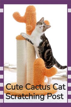 Cute cactus cat scratcher is great for cats and kittens. It offers a perfect place for cats to relieve their stress, encourage their natural desire for a good scratch and play away having some cat fun. Cactus Cat Scratcher, Best Cat Gifs, Cactus Cat, Cat Fun, Cute Cactus, Fancy Cats