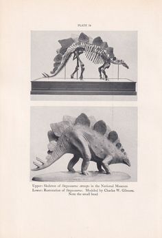 two pictures of dinosaurs in different stages of development