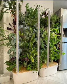 three white containers filled with plants on top of a counter