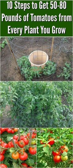 tomatoes growing in the garden with text overlay that reads 10 steps to get 50 - 80 pounds of tomatoes from every plant you grow