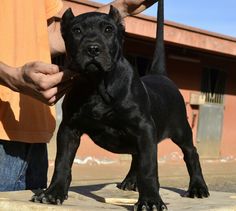 a black dog standing on top of a wooden floor next to a person's hand