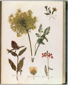 Emily Dickinson’s Herbarium: A Forgotten Treasure at the Intersection of Science and Poetry – Brain Pickings Illustration Art Nouveau, Botanical Beauty, Arte Floral, Beatrix Potter