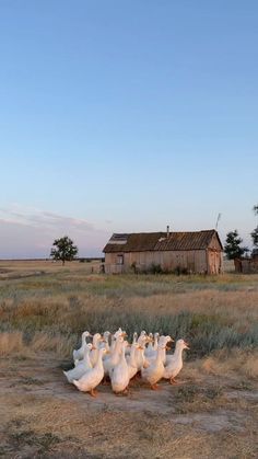 a flock of geese walking across a dry grass field