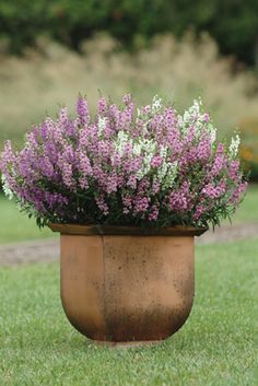 there is a potted plant with purple flowers in it on the grass and text that reads, serena angeloia