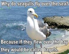 a seagull standing on the edge of a beach next to the ocean with a caption that reads, why do seagulls fly over the sea?