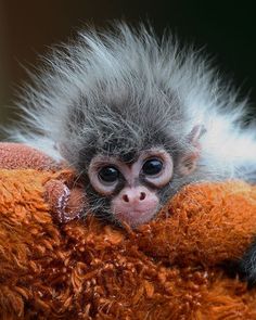 a small monkey sitting on top of a stuffed animal