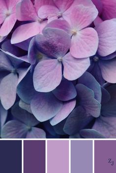 the color scheme is purple and blue with lila flowers on it, as well as other shades