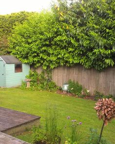 a back yard with a wooden deck and green plants on the grass, next to a blue shed