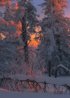 the sun is setting behind some snow covered trees