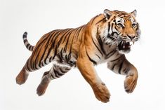 a tiger jumping in the air with it's mouth open