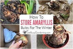 how to store amaryllis bulbs for the winter