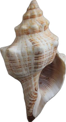 a close up of a sea shell on a white background