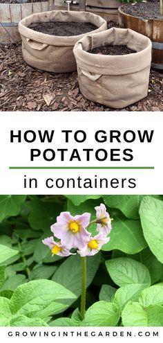 how to grow potatoes in containers