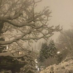 snow covered trees and bushes on a snowy day