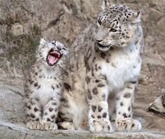 two snow leopards standing next to each other on a rocky surface with their mouths open