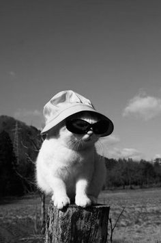 a cat wearing a hat and sunglasses on top of a tree stump