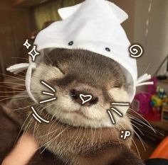 an otter wearing a white hat with stars on it's head and nose, while being held by someone