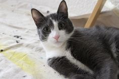 a black and white cat laying on top of a bed next to a wooden chair