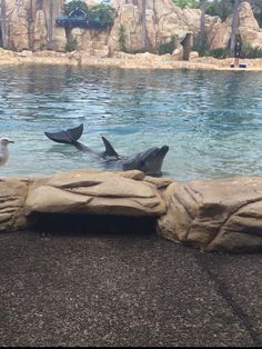 two dolphins are swimming in the water near some rocks and palm trees, while a seagull is standing on top of it