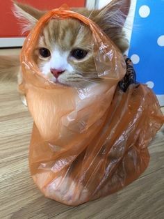 an orange and white cat in a plastic bag