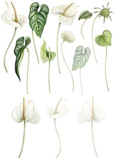 various types of leaves and flowers on a white background, watercolor illustration stock photo