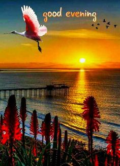 a bird flying over the ocean with a sunset in the background that says, good evening