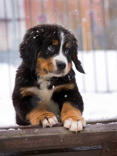 a black and brown puppy sitting on top of a wooden bench in the snow with it's paws up