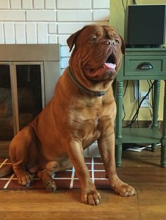 a large brown dog sitting on top of a hard wood floor next to a fireplace