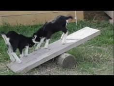 two small dogs playing on a wooden bench