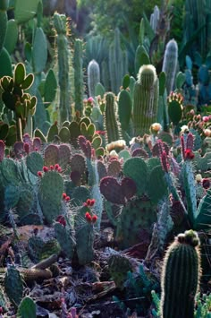 a screen shot of a cactus garden with the words, appreciate everything and don't expect nothing