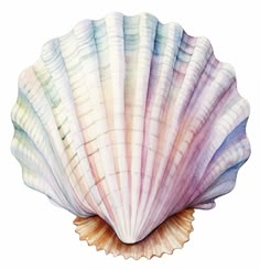 an image of a seashell painted with watercolors