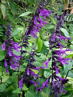 purple flowers are blooming in the garden