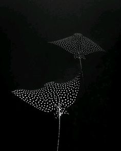 two black and white polka dot umbrellas in the dark, with one upside down