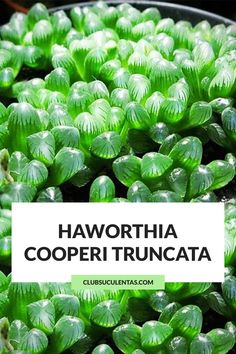 green plants with the words haworthhia cooperi truncata